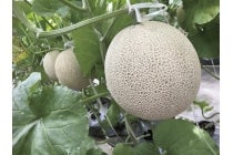 【岐阜・うずら・羽島発】*日帰り昼食付*『こだわりの田楽ランチと伊良湖メロン狩り』1